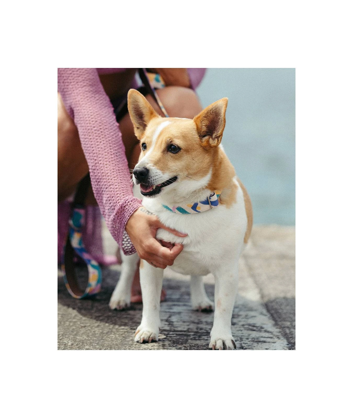 Laisse Pour Chien Montroig 4 Laisse Pour Chien Montroig – Image 2