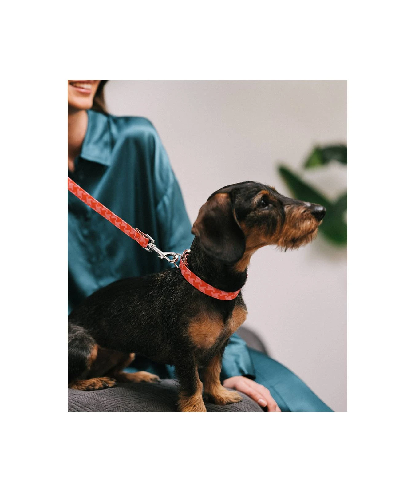 Collier Pour Chien Mirallès 4 Collier Pour Chien Mirallès – Image 2