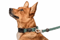 Collier Pour Chien Rage Labyrinth 7 Collier Pour Chien Rage Labyrinth -Pet Haven Soldes collare rage labyrinth header top transparent d