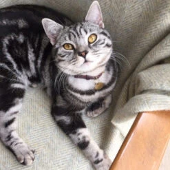 Collier Pour Chat En Cuir Bernie 7 Collier Pour Chat En Cuir Bernie -Pet Haven Soldes download