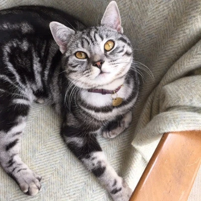 Collier Pour Chat En Cuir Bernie 5 Collier Pour Chat En Cuir Bernie – Image 3