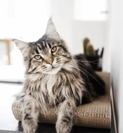 Griffoir En Carton Pour Chat Design TOBI 16 Griffoir En Carton Pour Chat Design TOBI -Pet Haven Soldes eng pl Scratcher TOBI black 25 8