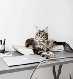 Griffoir En Carton Pour Chat Design TOBI 14 Griffoir En Carton Pour Chat Design TOBI -Pet Haven Soldes eng pl Scratcher TOBI white 19 6