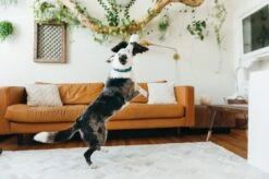 PLAY Peluche Aigle -Pet Haven Soldes fetching flock edgar the eagle toy action shot