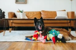 PLAY Peluche Perroquet -Pet Haven Soldes fetching flock plush toy set lifestyle image 2