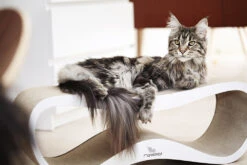 Griffoir Pour Chat Design LUI My Kotty -Pet Haven Soldes fuji oti 17