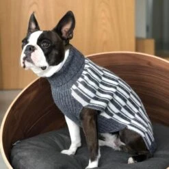 Pull Pour Chien Giulia 7 Pull Pour Chien Giulia -Pet Haven Soldes giulia grey life 1024x f7070200 1947 4996 b7bd dbb8e7167074