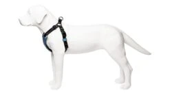 Harnais De Running Pour Chien -Pet Haven Soldes harness blue side 720x 9da45229 7956 4aa2 89a2 60a5bc1771c9