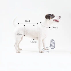 T-shirt En Jersey -Pet Haven Soldes il 1140xN.2039601364 oqle