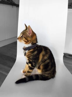 Collier Pour Chat En Cuir Gris 9 Collier Pour Chat En Cuir Gris -Pet Haven Soldes image3