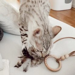 Jouet Pour Chat Tollo -Pet Haven Soldes image 07633c04 4c32 476d b243 4dbff6aedd1c