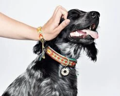 Collier En Cuir Paddy Lee Dwam -Pet Haven Soldes image 21e98f3d 92a5 48de bb06 03c18f7bad34