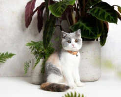 Collier En Cuir Pour Chat Collection Velouté -Pet Haven Soldes image 5fc4db7b 4bb3 4fb7 b1e5 7a0a77fdb430