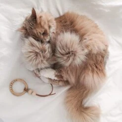 Jouet Pour Chat Tollo -Pet Haven Soldes image a3d27e3f 9580 40bb 9fec bf4e6a3202f8