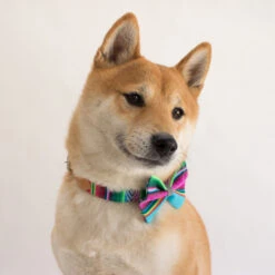 Noeud Papillon Pour Chien Inca Blue -Pet Haven Soldes inca botanical blue pets hiro and wolf web 4 1024x1024 fe72e44d 28eb 46db a30e 6b7fad2b0a8e