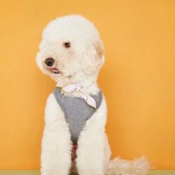 Body Pour Chien Josef -Pet Haven Soldes josef 1