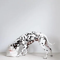 Sac De Rangement Pour Jouets Pour Chien -Pet Haven Soldes kind S6A6431 2000x2000px44 e1b06691 c819 4f62 b7d6 b21a1d75ce8c