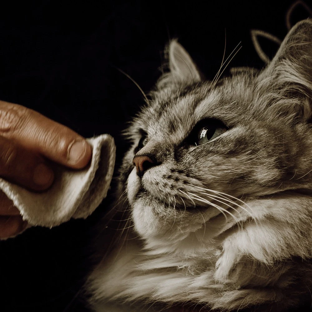 Lotion Nettoyante Chiens Et Chats 4 Lotion Nettoyante Chiens Et Chats – Image 2