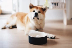 Bol En Céramique Anti-glouton Pour Chien -Pet Haven Soldes magisso self cooling pet bowl happy pet project 01