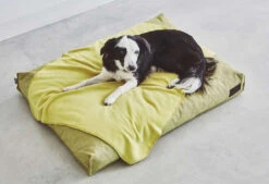 Coussin Pour Chien Divo -Pet Haven Soldes mc c01 012 04 m sleep divo cushion mustard momo 1 678