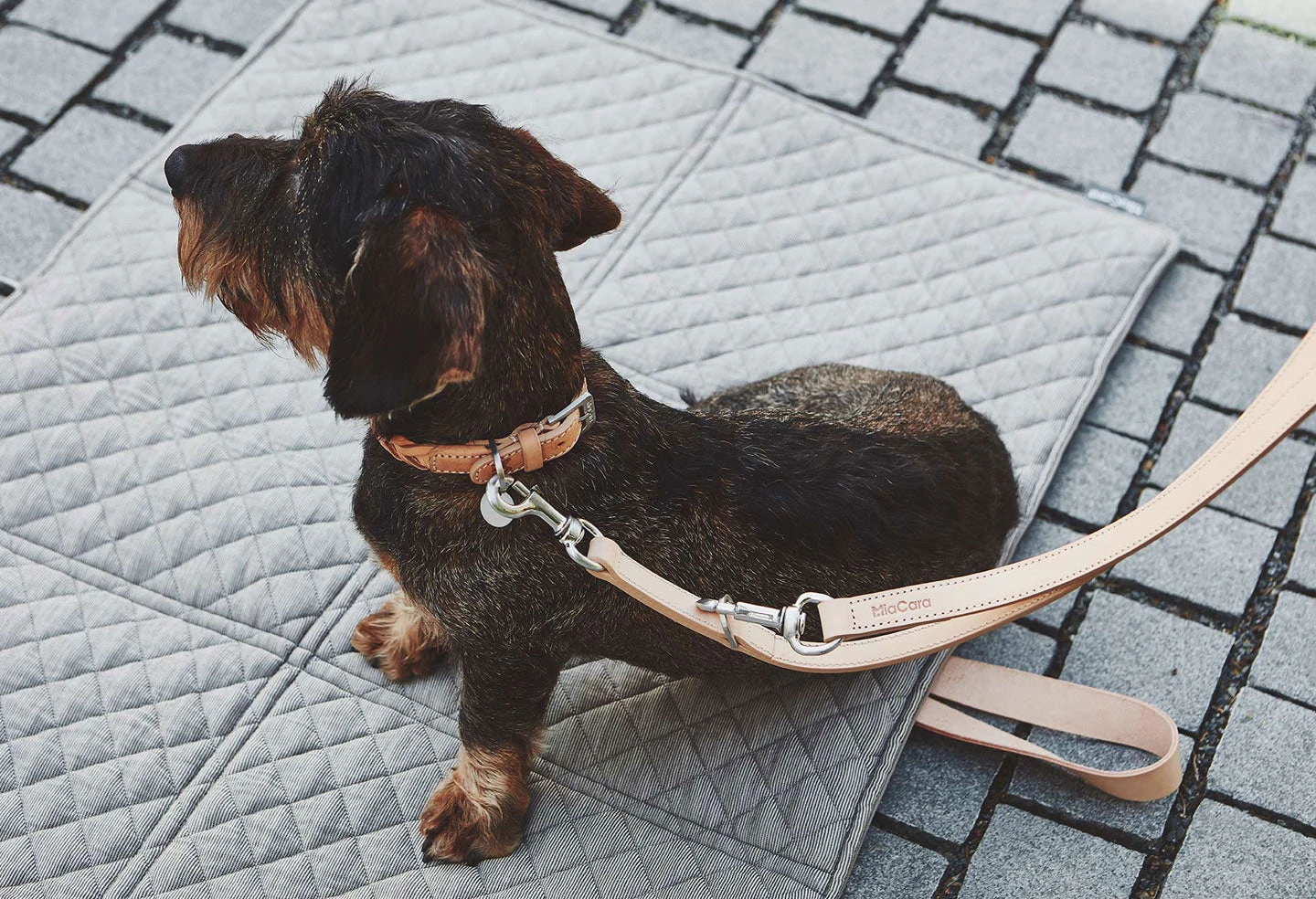 Laisse Pour Chien En Cuir Bergamo 10 Laisse Pour Chien En Cuir Bergamo – Image 8