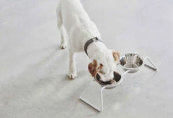 Double écuelle Design Pour Chien Cena -Pet Haven Soldes mc c06 006 01 s eat cena stone duke 6 243