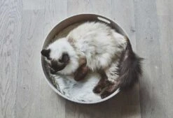 Panier Pour Chat Design Cesto -Pet Haven Soldes mc g02 008 03 sleep cesto nougat mio 450 984