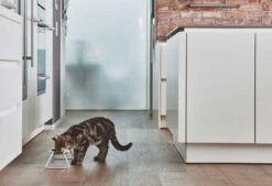 Double écuelle Design Pour Chat Cena -Pet Haven Soldes mc g06 005 01 s eat cena stone molly samu 2595 v2 1