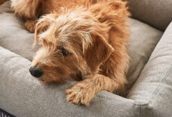 Lit Pour Chien Orthopédique Mare -Pet Haven Soldes mc mare sand 4