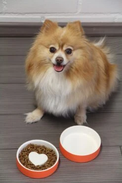 Bol Anti-glouton Pour Chat Et Petit Chien -Pet Haven Soldes p 774e442a 307e 49b4 bce6 3d50acc2b8ef