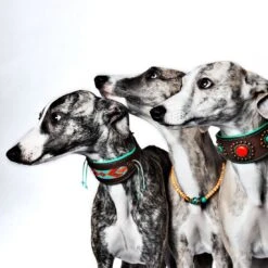 Collier En Cuir Paddy Lee Dwam -Pet Haven Soldes paddy lee collar greyhound m 7042 en G