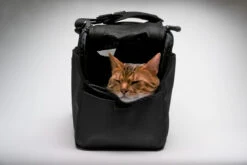 Sac De Transport Pour Chats Et Petits Chien Atom -Pet Haven Soldes sac de transport pour chat et petit chien sleepypod atom noir 2