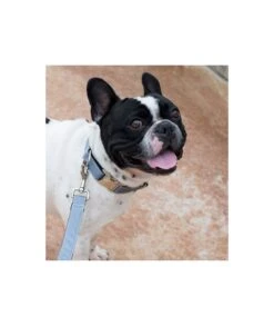 Laisse Pour Chien Uni Gris Solid Grey -Pet Haven Soldes solid grey 132976c3 e48d 4d41 8aab ea1850612455