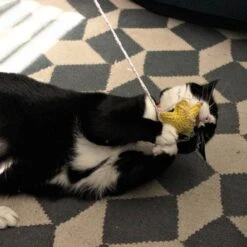 Jouet Pour Chat Star à La Cataire -Pet Haven Soldes star2 445x444 6e46f391 217b 459b 85c9 14a4fb045df6