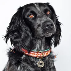 Collier En Cuir Et Perles Sweet Mae Dwam -Pet Haven Soldes sweet mae 2 5 cm collar m 6368 en G