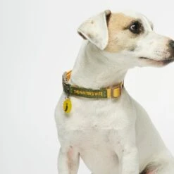 Collier Pour Chien Sonia -Pet Haven Soldes tpw sonia collar01 01