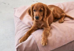 Coussin Relaxant Pour Chien Velluto -Pet Haven Soldes velluto kissen bildergalerie