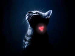 Woufki Led - Lumière De Sécurité 7 Woufki Led - Lumière De Sécurité -Pet Haven Soldes woukiled chat